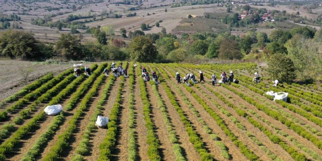 Susuzluğa direndi, verimiyle şaşırttı! Kocaeli’nde yeni sezon açıldı: Hasat ekonomiye can veriyor! 2